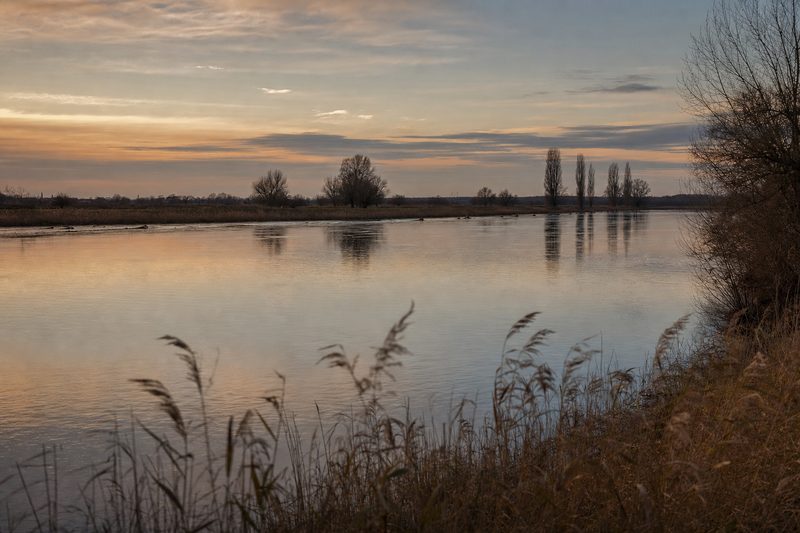 Stil rivierwater in zacht avondlicht, met riet op de voorgrond en een rij bomen aan de overkant